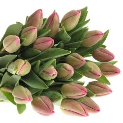  İthal Tulipa EN Barcelona (Lale-50 dal-44cm)