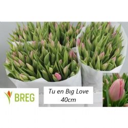  İthal Tulipa EN Big Love (Lale-50 dal-40cm)