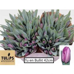  İthal Tulipa EN Bullit (Lale-10 dal-40 cm)