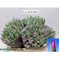  İthal Tulipa EN Bullit (Lale-10 dal-44 cm)