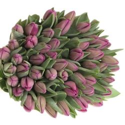  İthal Tulipa EN Bullit (Lale-50 dal-42 cm)