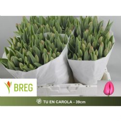  İthal Tulipa En Carola (50 dal-39 cm)
