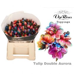  İthal Tulipa En Double Aurora (Lale-50dal-38cm)