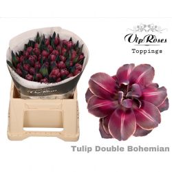  İthal Tulipa En Double Bohemian (Lale-50dal-38cm)