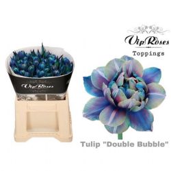  İthal Tulipa En Double Bubble (Lale-50 Dal-38cm)