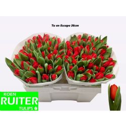  İthal Tulipa En Escape (Lale-50 dal-36cm)