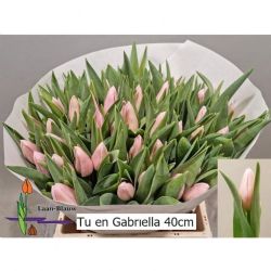  İthal Tulipa EN Gabrielle (Lale-10 dal-38 cm)