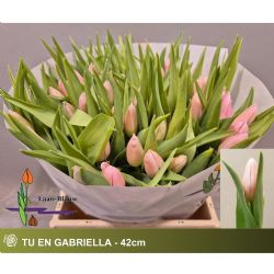  İthal Tulipa EN Gabrielle (Lale-50 dal-42 cm)