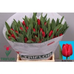  İthal Tulipa En ile De France (Lale-10 dal-44cm)