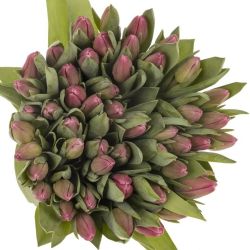  İthal Tulipa En Jumbo Pink (Lale-50dal-35cm)