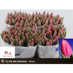  İthal Tulipa EN Milkshake (Lale-50 dal-37 cm)