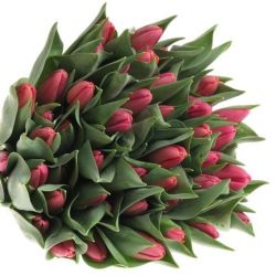  İthal Tulipa EN Milkshake (Lale-50 dal-44 cm)