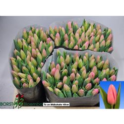  İthal Tulipa EN Milkshake (Lale-50 dal-48 cm)