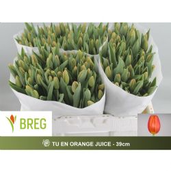  İthal Tulipa En Orange Juice (Lale-50 dal-39 cm)