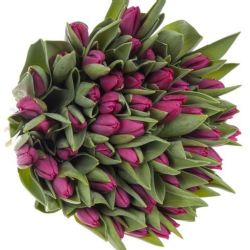  İthal Tulipa En Pink Ardour (Lale-10 dal-38cm)