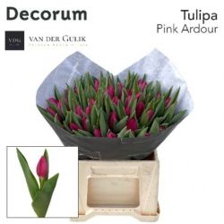  İthal Tulipa En Pink Ardour (Lale-50 dal-43cm)