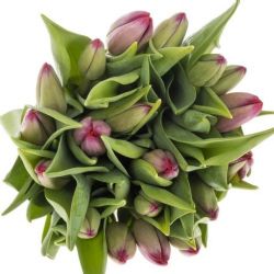  İthal Tulipa En Puma (Lale-10 dal-44 cm)