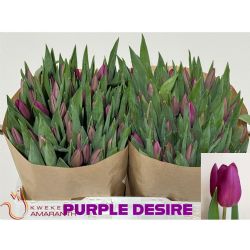  İthal Tulipa En Purple Desire (Lale-50dal-38cm)