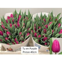  İthal Tulipa  En Purple Prince (Lale-50 dal-40cm)