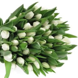  İthal Tulipa EN Royal Virgin (Lale-10 dal-38cm)