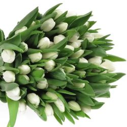  İthal Tulipa EN Royal Virgin (Lale-50 dal-32cm)