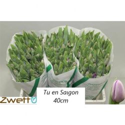  İthal Tulipa EN Saigon (Lale-50 dal-40 cm)