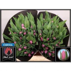  İthal Tulipa EN Sirikit (Lale-50 Dal-37 cm)