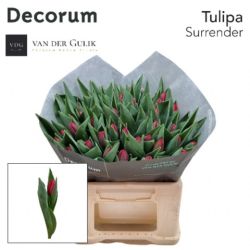  İthal Tulipa EN Surrender (Lale-50 dal-42 cm)