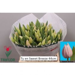  İthal Tulipa En Sweet Breeze (Lale-50 dal-42 cm)