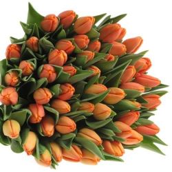  İthal Tulipa EN Time Out (Lale-50 dal-36cm)