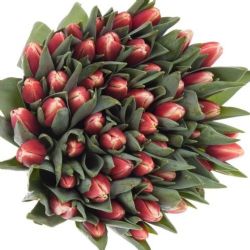  İthal Tulipa EN Timeless (Lale-50 dal-42cm)