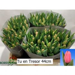  İthal Tulipa EN Tresor (Lale-10 dal-38cm)