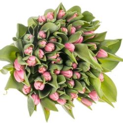  İthal Tulipa EN Tresor (Lale-50 dal-38cm)