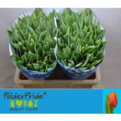  İthal Tulipa En Triple A  (Lale-10 dal-40cm)