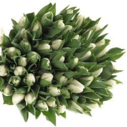  İthal Tulipa EN Update (Lale-10 dal-36 cm)