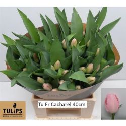  İthal Tulipa Fr Cacharel (Lale-10 dal-40 cm)