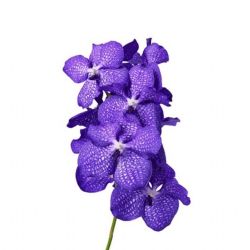  İthal Vanda Blue Magic (Orkide-2 Dal-1 Kutu)