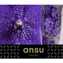  İthal Vanda Su Blueb Smoot (Orkide-2 Dal-1 Kutu)