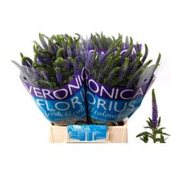  İthal Veronica Clea Diana (25dal-60cm)