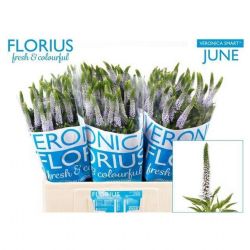  İthal Veronica Clea Roswitha (25 Dal-60 cm)