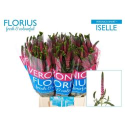  İthal Veronica Smart Iselle (20 Dal-50cm)