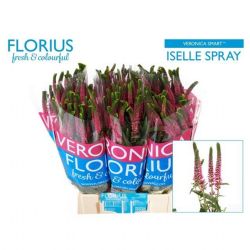  İthal Veronica Smart Iselle (25 Dal-60cm)