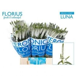  İthal Veronica Smart Luna (25 Dal-60 cm)