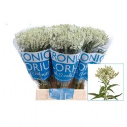  İthal Veronica Smart Wave (20dal-40cm)