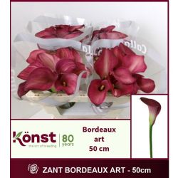  İthal Zantedeschia Bordeaux Art (Gala-10dal-50cm)