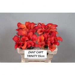  İthal Zantedeschia Capt Trinity (Gala-10dal-60cm)