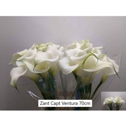  İthal Zantedeschia Captain Ventura (Gala-10dal-70 cm)