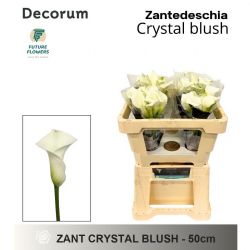  İthal Zantedeschia Crystal Blush (Gala-10dal-50cm)