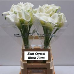  İthal Zantedeschia Crystal Blush (Gala-10dal-70cm)