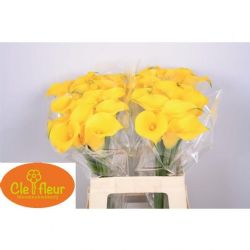  İthal Zantedeschia Gold Medal (Gala-10dal-60 cm)